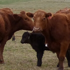 Photo of a guy driving a green tractor toward a herd of red and black cows.
