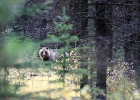 bear in the woods