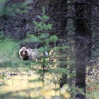 bear in the woods