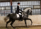 An andalusian horse doing dressage