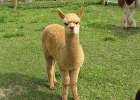 An alpaca standing in a field