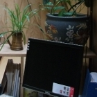 Laptop computer in an office with plants
