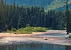 rivers and trees