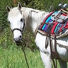 horse and a teepee in the mountains of BC