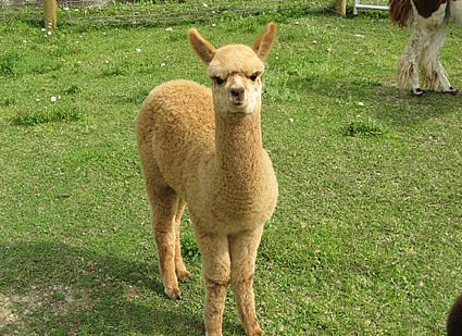 An alpaca standing in a field