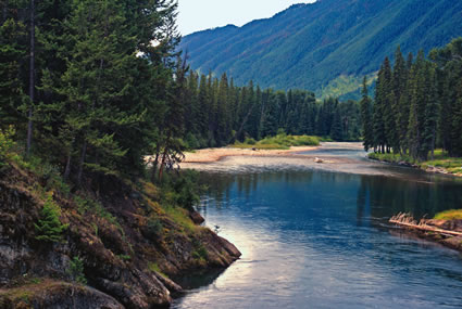 rivers and trees